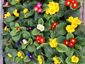 primroses