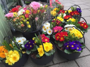 Down To Earth Selkirk Flower Pots