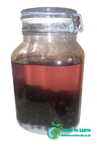 Sloe Gin In Kilner Jar